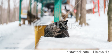 Cute fox on snow in winter season at Zao fox village, Miyagi prefecture, Japan. landmark and popular for tourists attraction near Sendai, Tohoku region, Japan. Travel and Vacation concept 116738913