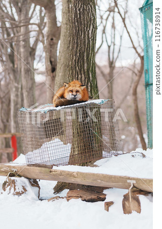 Cute fox on snow in winter season at Zao fox village, Miyagi prefecture, Japan. landmark and popular for tourists attraction near Sendai, Tohoku region, Japan. Travel and Vacation concept Cute fox on snow in winter season at Zao fox village, Miyagi prefecture, Japan. landmark and popular for tourists attraction near Sendai, Tohoku region, Japan. Travel and Vacation concept 116738914