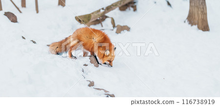 Cute fox on snow in winter season at Zao fox village, Miyagi prefecture, Japan. landmark and popular for tourists attraction near Sendai, Tohoku region, Japan. Travel and Vacation concept Cute fox on snow in winter season at Zao fox village, Miyagi prefecture, Japan. landmark and popular for tourists attraction near Sendai, Tohoku region, Japan. Travel and Vacation concept 116738919