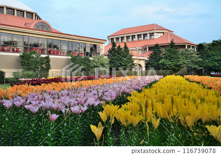 Aqua Paradise Patio, Fukaya City, Saitama Prefecture: Beautiful lilies on a summer evening 116739078