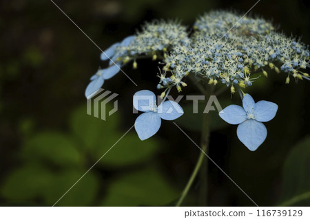 繡球 繡球 116739129