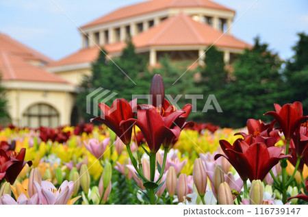 Aqua Paradise Patio, Fukaya City, Saitama Prefecture: Beautiful lilies on a summer evening Aqua Paradise Patio, Fukaya City, Saitama Prefecture: Beautiful lilies on a summer evening 116739147