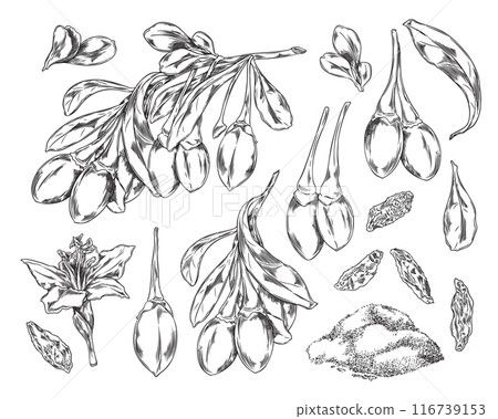 Collection of botanical vector drawings in sketch style: goji berries, a twig with flowers and leaves Collection of botanical vector drawings in sketch style: goji berries, a twig with flowers and leaves 116739153