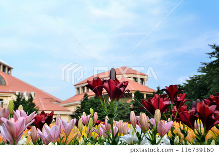 埼玉縣深谷市的水上天堂露台，夏日傍晚美麗的百合花 116739160