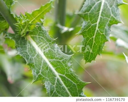 close-up of the leaf of the poppy close-up of the leaf of the poppy 116739170