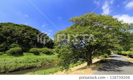 tranquil scenery of the countryside 116739208