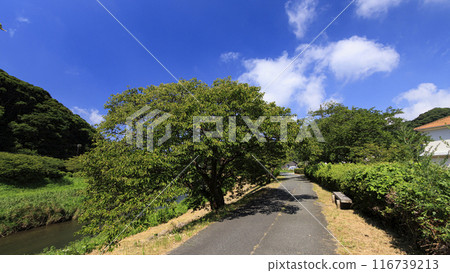 tranquil scenery of the countryside tranquil scenery of the countryside 116739213