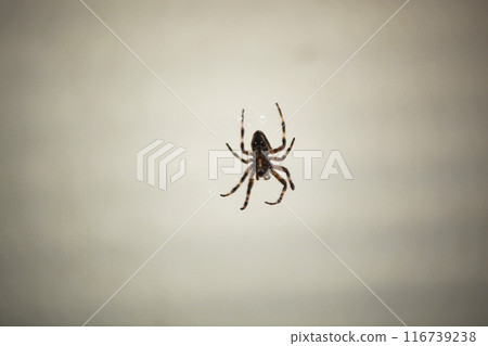 The large spider hangs from a window and waits for prey on its web. View from the back. Striped legs. Shaggy 116739238