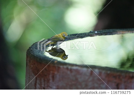 A white-eye curious about its surroundings A white-eye curious about its surroundings 116739275