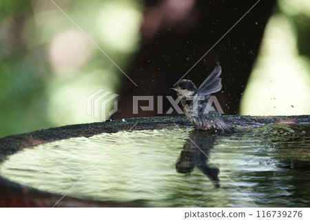 Porcupine taking a bath 116739276
