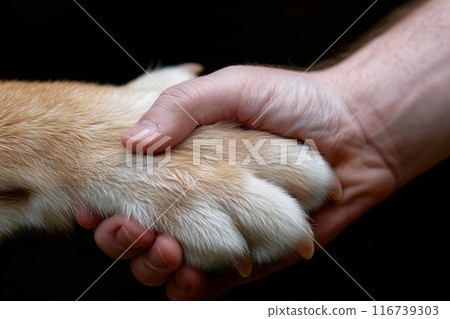 Human hand gently holds dog's paw, symbolizing trust, care, and bond between humans and animals. Animals protection. Human hand gently holds dog's paw, symbolizing trust, care, and bond between humans and animals. Animals protection. 116739303