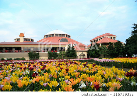 Aqua Paradise Patio, Fukaya City, Saitama Prefecture: Beautiful lilies on a summer evening Aqua Paradise Patio, Fukaya City, Saitama Prefecture: Beautiful lilies on a summer evening 116739352