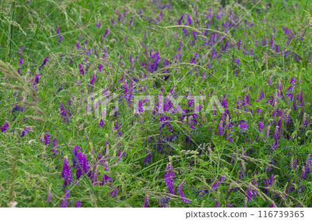 初夏盛開的一簇內育富士 116739365