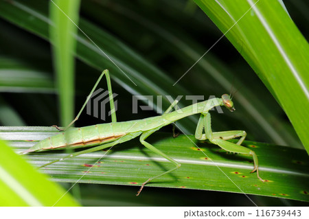 一隻翅膀尚未長成的幼年螳螂在潘帕斯草叢中徘徊（自然光、閃光燈、微距鏡頭特寫） 116739443