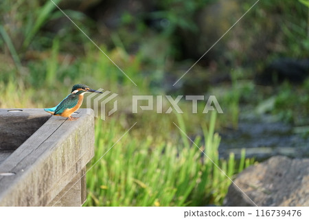Kingfisher perched on a wooden deck Kingfisher perched on a wooden deck 116739476