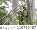 Geoffroy's spider monkey relaxing on a tree 116739487