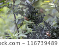 Cicadian shell 116739489