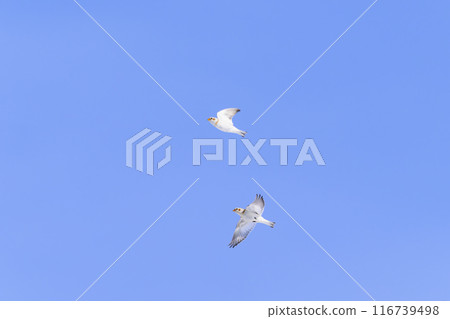 Snow Bunting in Flight 116739498