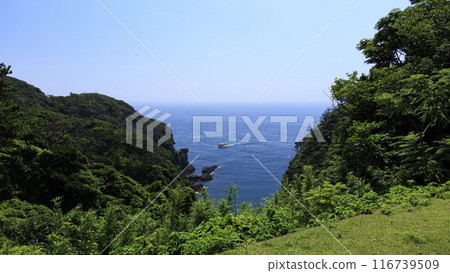 Summer at Cape Irozaki 116739509