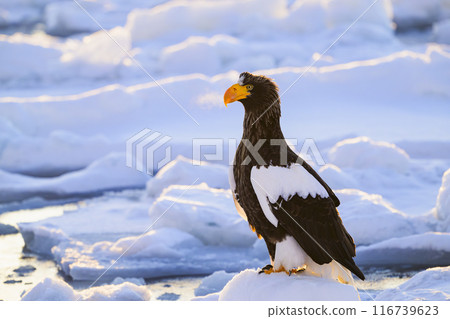 虎頭海鷹呼吸著白色的氣息 116739623