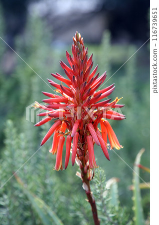 Beautiful red aloe vera flower blooming on the Mount Tabor (Har Tavor), Israel 116739651