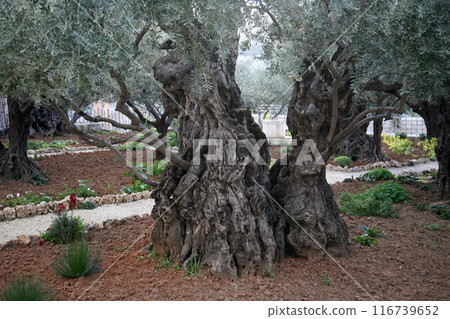 Olive trees in famous Garden of Gethsemane Jerusalem, Israel 116739652
