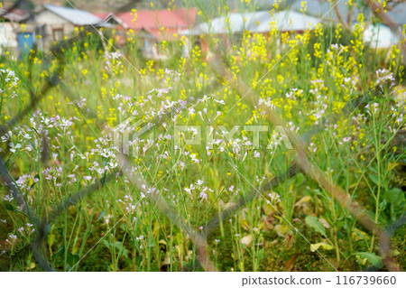 Mustard Cultivation behind the net in Sillery Gaon, a offbeat destination in Kalimpong 116739660