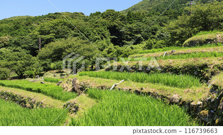 秋天碩果累累的鄉村風景 116739663