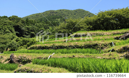 秋天碩果累累的鄉村風景 116739664