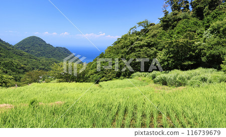 秋天碩果累累的鄉村風景 116739679