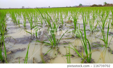 Newly Grown rice Plant in Paddy field in a village of West Bengal 116739702