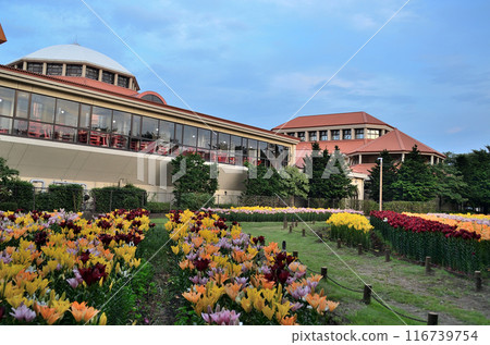 Aqua Paradise Patio, Fukaya City, Saitama Prefecture: Beautiful lilies on a summer evening Aqua Paradise Patio, Fukaya City, Saitama Prefecture: Beautiful lilies on a summer evening 116739754