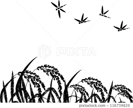 蜻蜓和稻穗的剪影背景 116739820