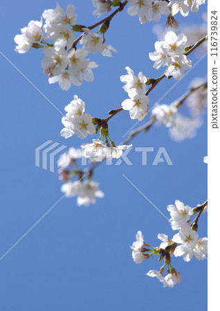 盛開的櫻花和晴朗的春天的天空 116739824