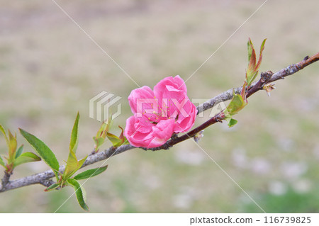 京都花園的桃子 京都花園的桃子 116739825