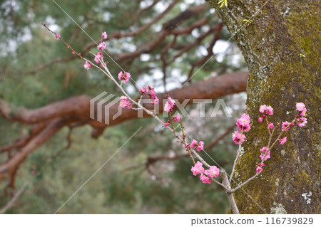 The red plum of Kyoto garden The red plum of Kyoto garden 116739829