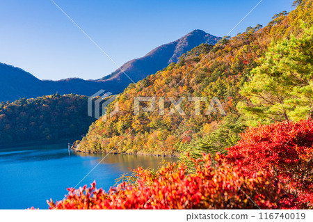 (山梨縣)本棲湖畔的紅葉 (山梨縣)本棲湖畔的紅葉 116740019