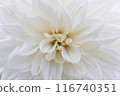 White dahlia flower　 116740351