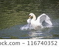 A swan that makes a bath 116740352