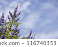 Blue sky and carrots 116740353