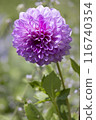 Purple Dahlia 116740354