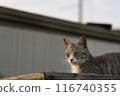 A cat staring at you 116740355