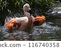 Flamingo to bathe in water 116740358
