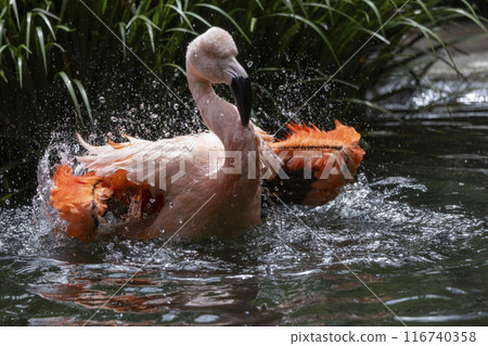 Flamingo to bathe in water 116740358