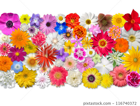 Colorful background pattern full of flowers Colorful background pattern full of flowers 116740372
