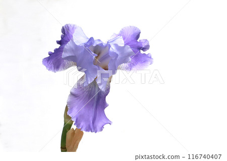 Iris flower Iris flower 116740407