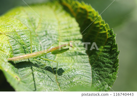 一隻翅膀未發育的年輕螳螂在綠葉上尋找獵物（自然光和頻閃微距鏡頭特寫） 116740443