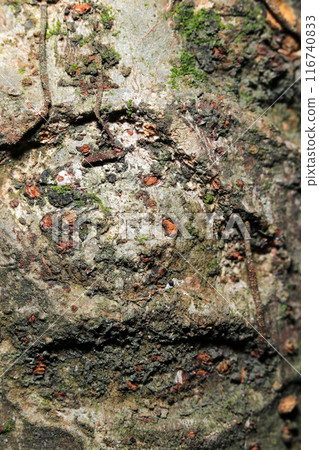 Ghostly texture of a sad old man's face appearing on a tree trunk (real image, gray-brown with low contrast) Ghostly texture of a sad old man's face appearing on a tree trunk (real image, gray-brown with low contrast) 116740833