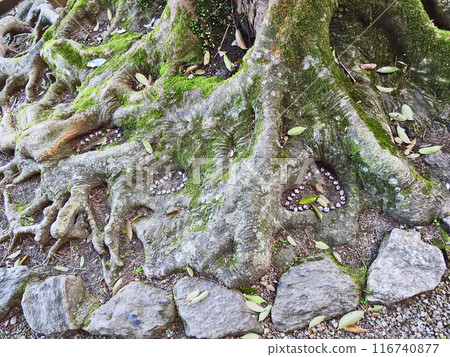 Someone placed pebbles in a heart shape at the base of a tree. 116740877