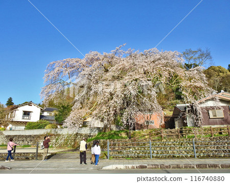 大分縣日田市樹齡超過200年的巨型大原垂枝櫻花 116740880